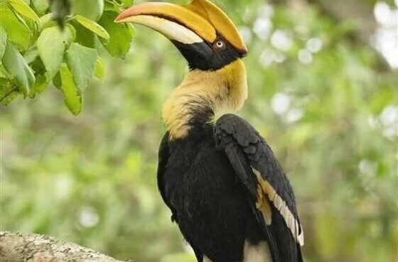 6 Days Trip to Meghalaya with Kaziranga