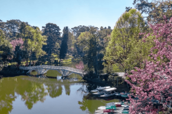 Cherry Blossom Festival Shillong