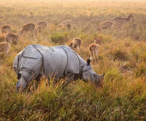 7 Days Trip to Meghalaya with Kaziranga