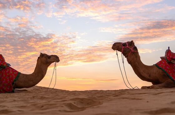 Udaipur Jodhpur  Jaipur Special Tour