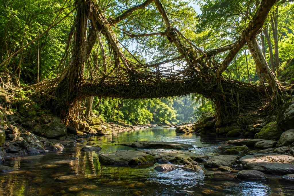 A living root bridge made from intertwined tree roots spans a rocky river in a lush, green forest under bright daylight.